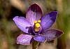 Thelymitra matthewsii - Spiral Sun Orchid.jpg